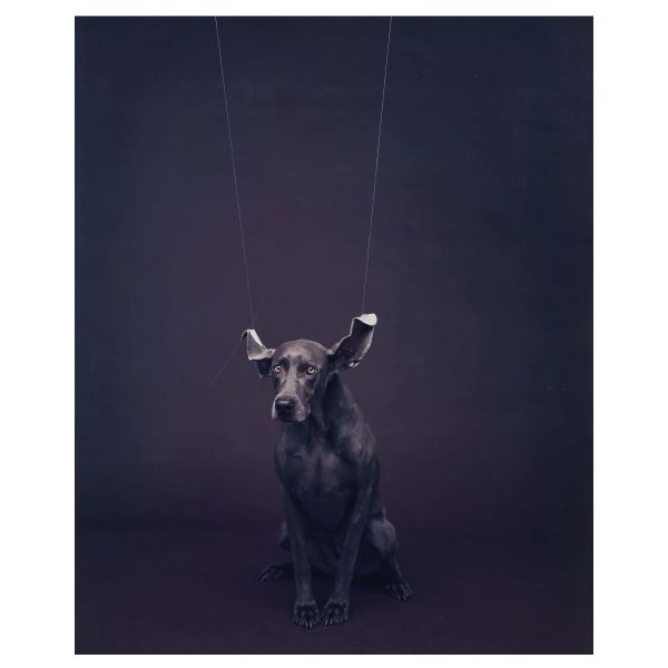 William Wegman - 



WILLIAM WEGMAN