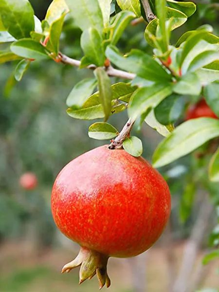 IGNAZIO e CHIARA ELIZARI  