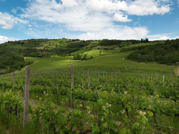 Querciabella, Greve in Chianti (FI)