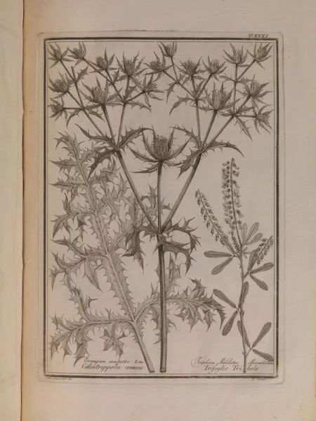 (Botanica  Illustrati 800) SAVI, Gaetano. Materia medica vegetabile toscana