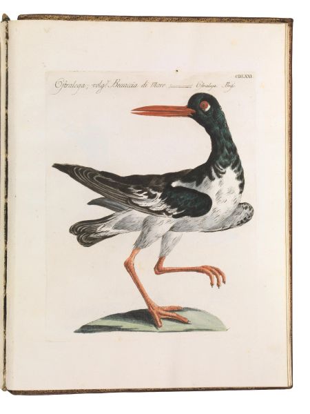 (Ornitologia - Illustrati 700)   MANETTI, Saverio. Storia naturale degli uccelli trattata con metodo  [..]