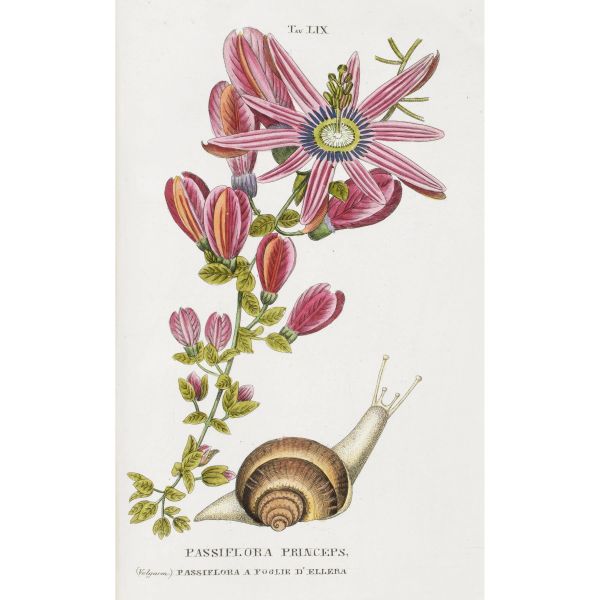 Piccioli, Antonio. L'antotrofia, ossia la coltivazione de’ fiori. Firenze, Batelli e figli, 1834.