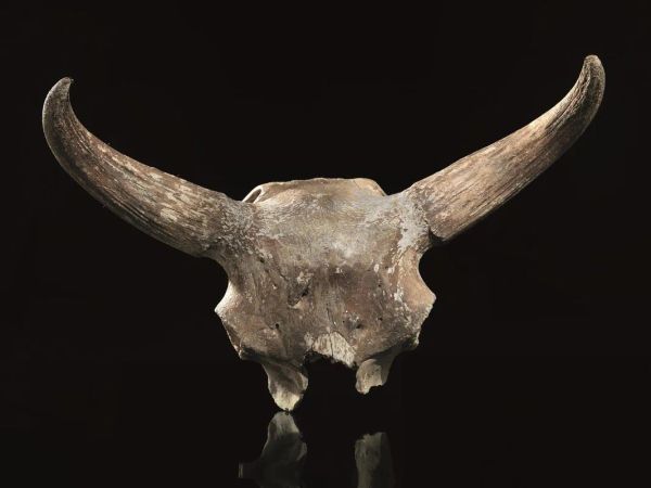   Cranio di bisonte      Materia e tecnica : corno ed osso silicizzato Si conserva la parte superiore della calotta cranica con le grandi corna arcuate    Dimensioni : lungh. cm 88Â 