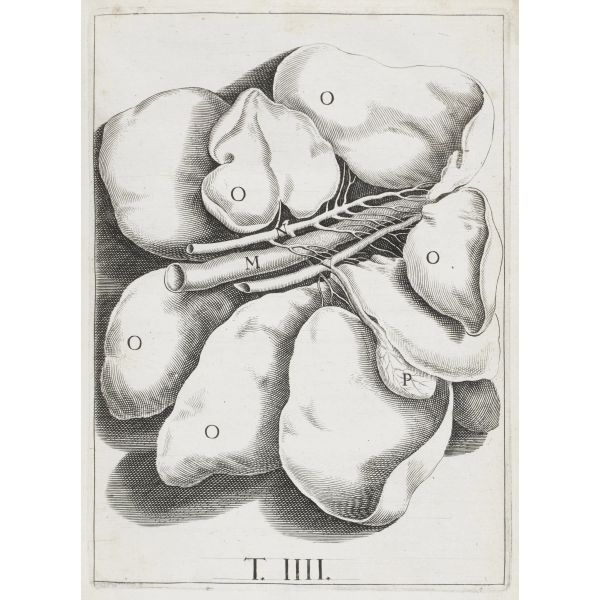 Aselli, Gaspare. De lactibus sive lacteis venis. Leida, Maine, 1640. 