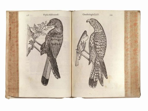 (Ornitologia &ndash; Illustrati 500) ALDROVANDI, Ulisse. Ornithologiae hoc est De auibus historiae libri XII. Bononiae, apud Franciscum de Franciscis Senensem, 1599 (Bononiae, apud Ioannem Baptistam Bellagambam, 1599).