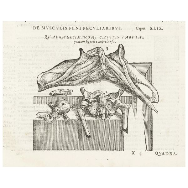 Vesalio, Andrea. De humani corporis fabrica. Venezia, Franceschi e Chriger, 1568.
