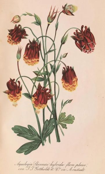 (Botanica &ndash; Illustrati 800) Botanica in cirillico. San Pietroburgo, 1864-1865.