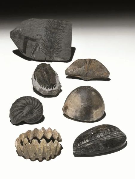 Lotto di sette fossili