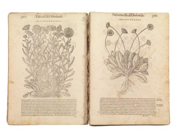 (Botanica - Illustrati 500)   MATTIOLI, Pietro Andrea. [  I discorsi di m. Pietro Andrea Matthioli sanese …   In Venetia, appresso Vincenzo Valgrisi, 1568].