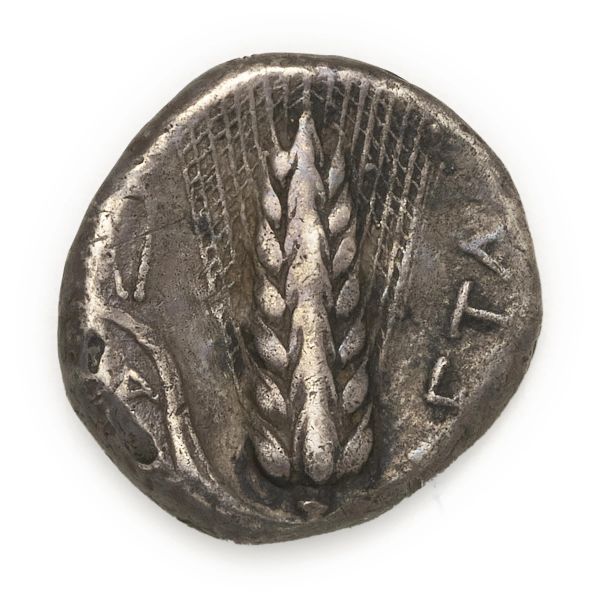 Metapontium - Nomos o Didramma (330-300 a.C.)