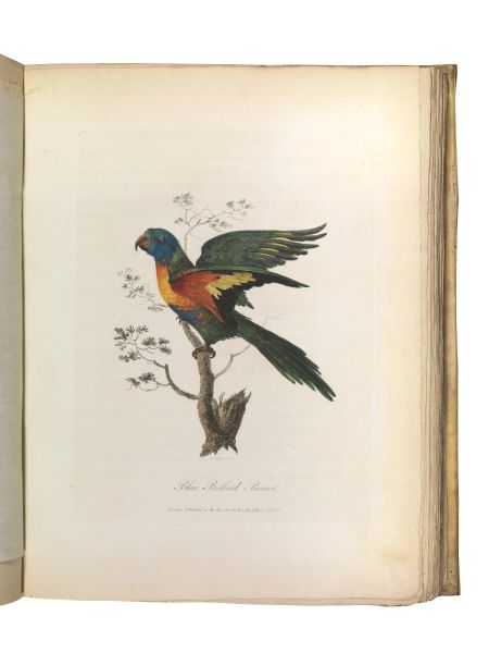 (Viaggio &ndash; Australia &ndash; Storia naturale &ndash; Illustrati 700) WHITE, John. Journal of a Voyage to New South Wales with Sixty-five Plates of Non descript Animals, Birds, Lizards, Serpents, curious Cones of Trees and other Natural Productions. London, Printed for J. Debrett, 1790.