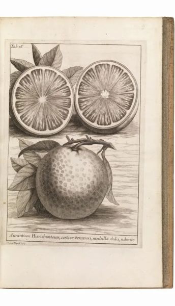 (Botanica &ndash; Pisa) TILLI, Michelangelo. Catalogus plantarum horti Pisani. Florentiae, typis Regiae Celsitudinis apud Tartinium &amp; Franchium, 1723.