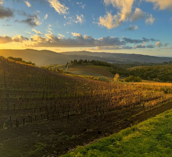 Querciabella, Greve in Chianti (FI)