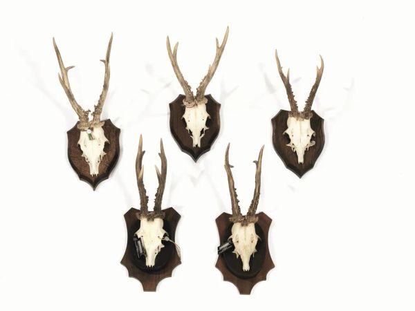  Cinque trofei di caccia:  ossa frontali di capriolo con corna, montate su   
