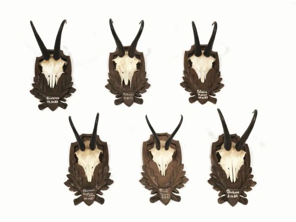  Sei trofei di caccia:  ossa frontali di camoscio con corna, montate su scudi in legno intagliato a foglie (6)