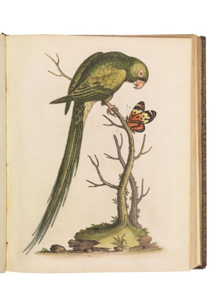 (Ornitologia - Illustrati 700)   EDWARDS, George.   A natural history of uncommon birds, and of some other rare and undescribed animals.   London, Printed for the author, (1743)-1751.