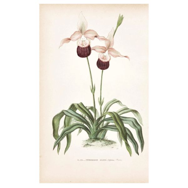 



Prima edizione di un importante contributo alla letteratura sulle orchidee.