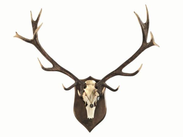  Trofeo di caccia:  osso frontale di cervo con palchi, montato su scudo in legno sagomato, largh. cm 120                                    
