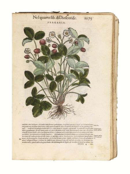 (Botanica &ndash; Illustrati 500) MATTIOLI, Pietro Andrea. [I discorsi di m. Pietro Andrea Matthioli sanese &#8230; In Venetia, appresso Vincenzo Valgrisi, 1568].