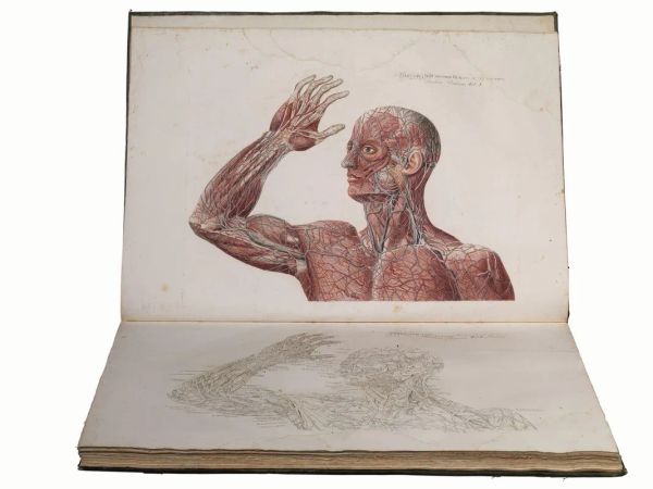 (Anatomia&nbsp; Illustrati 800) MASCAGNI, Paolo (1755-1815). Anatomiae Universae