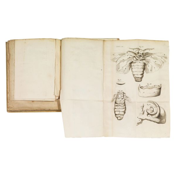 (Scienze naturali - Illustrati 600)   MALPIGHI, Marcello.   Dissertatio epistolica de bombyce.   Londini, apud Joannem Martyn &amp; Jacobum Allestry, 1669.