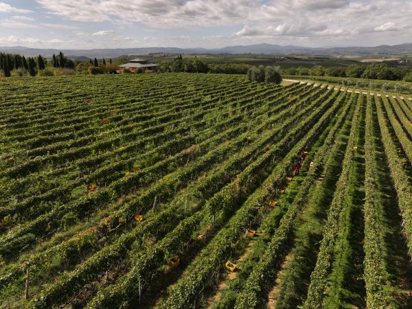 Visita guidata a Case Basse di Gianfranco Soldera - Montalcino (SI)