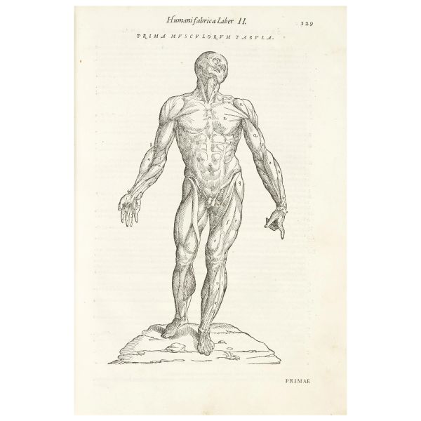 Vesalio, Andrea. De humani corporis fabrica. Venezia, Franceschi e Chriger, 1568.
