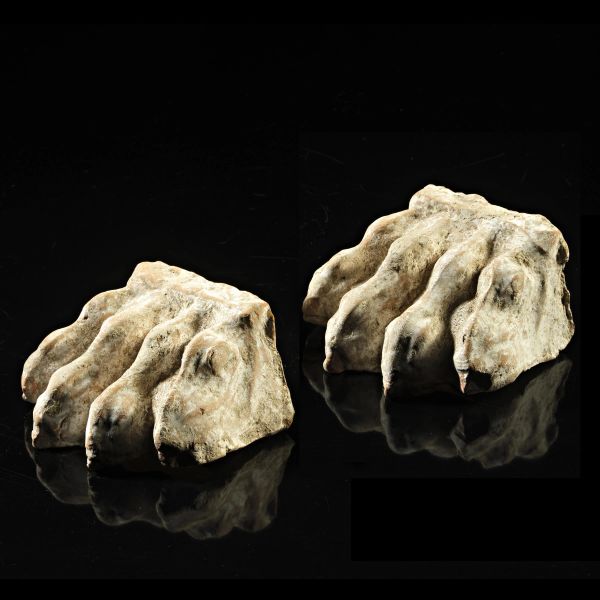 ZAMPE LEONINE E GAMBA VOTIVA