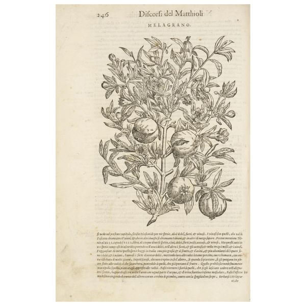 The masterpiece of the Sienese doctor and botanist