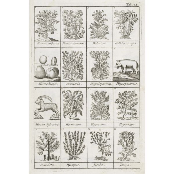 Lemery, Nicolas. Dizionario delle droghe semplici. Venezia, Hertz, 1737. 