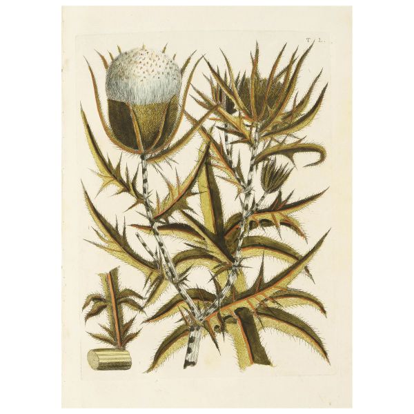 Allioni, Carlo. Flora Pedemontana sive enumeratio methodica stirpium indigenarum Pedemontii. Torino, Briolo, 1785.