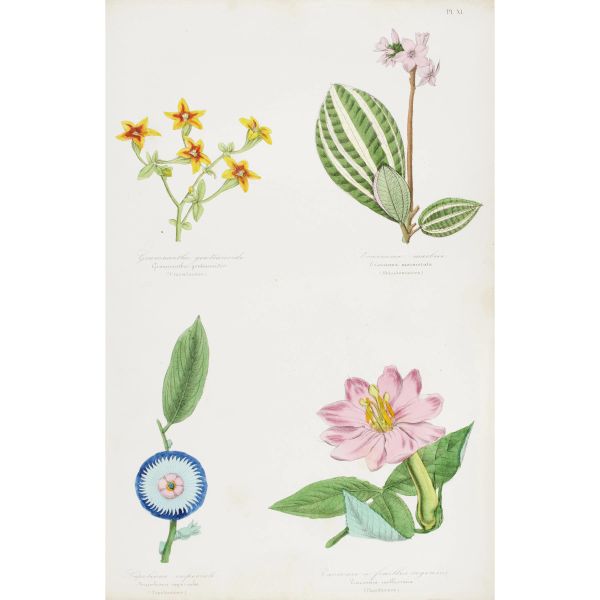 [Fiori]. Lotto dedicato ai fiori. 