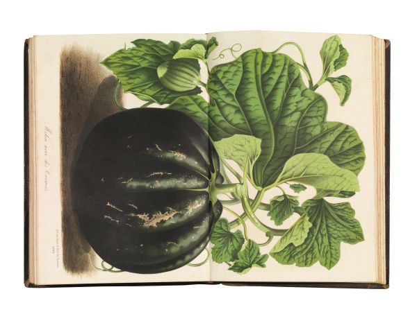 (Botanica &ndash; Illustrati 800) VAN HOUTTE, Louis. Flore des serres et des jardins de l&rsquo;Europe. Gand, Louis Van Houtte, 1845-1880.