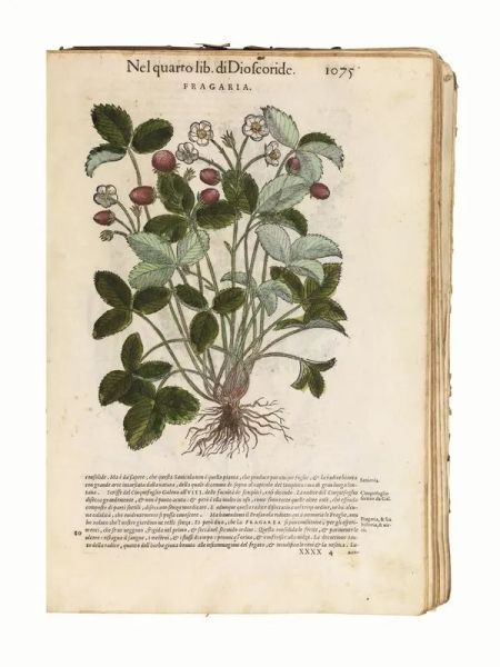 (Botanica &ndash; Illustrati 500) MATTIOLI, Pietro Andrea. [I discorsi di