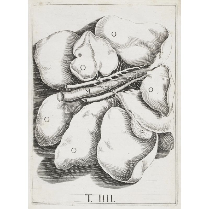 Aselli, Gaspare. De lactibus sive lacteis venis. Leida, Maine, 1640.   - Asta LIBRI, MANOSCRITTI, AUTOGRAFI E STAMPE - Pandolfini Casa d'Aste