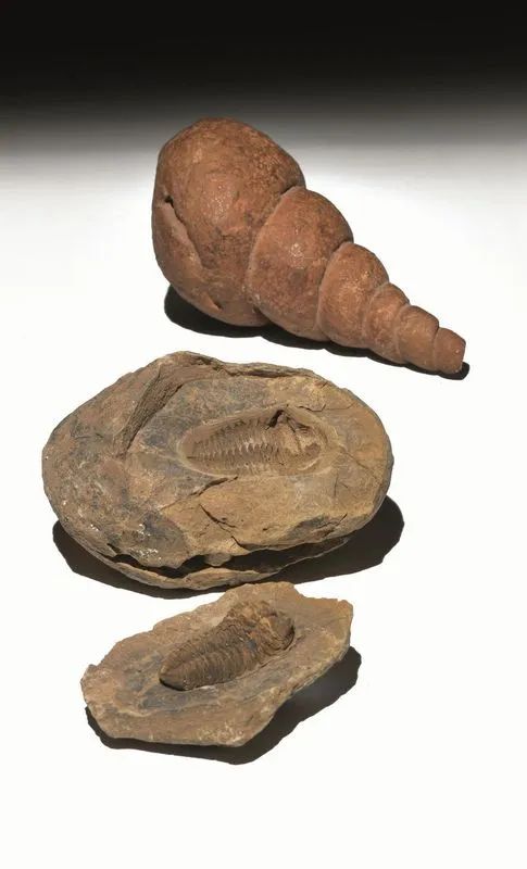 Conchiglia e trilobite  - Auction Antiquities - Pandolfini Casa d'Aste