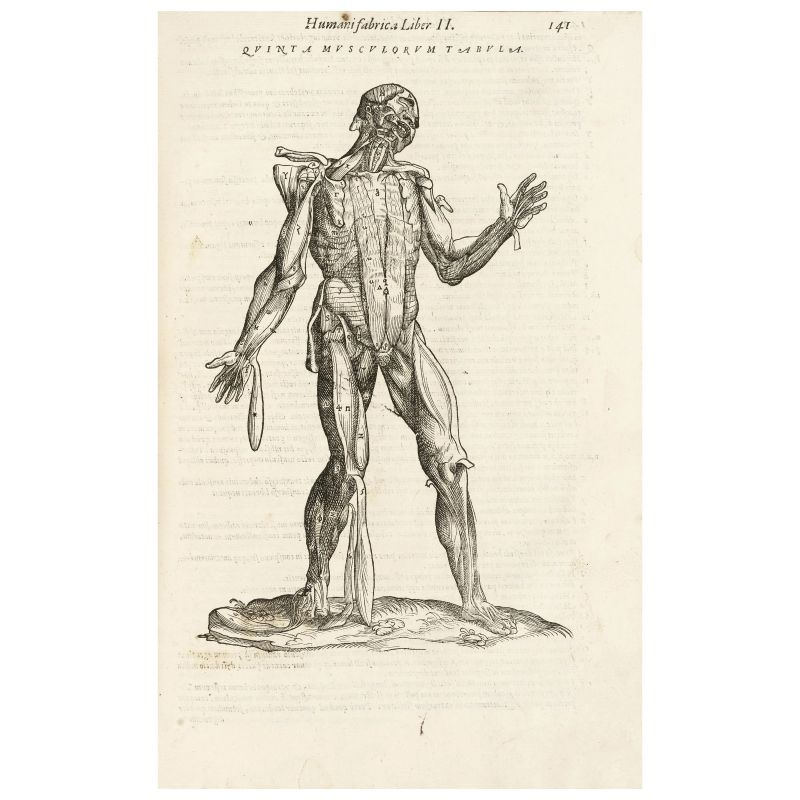 Quarta ed ultima edizione in folio del più celebre testo di anatomia del Rinascimento  - Asta LIBRI, MANOSCRITTI E AUTOGRAFI - Pandolfini Casa d'Aste