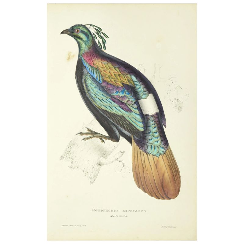 First edition of John Gould's first work with uncolored backgrounds  - Auction BOOKS, MANUSCRIPTS,  AUTOGRAPHS AND PRINTS - Pandolfini Casa d'Aste