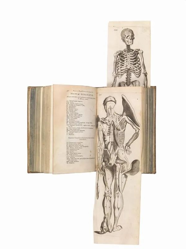 (Anatomia  Illustrati 600) BARTHOLIN, Thomas. Anatome quartum renovata.     - Auction Books, manuscripts and autographs - Pandolfini Casa d'Aste