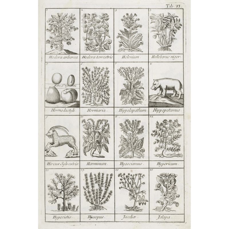Lemery, Nicolas. Dizionario delle droghe semplici. Venezia, Hertz, 1737.   - Asta LIBRI, MANOSCRITTI, AUTOGRAFI E STAMPE - Pandolfini Casa d'Aste